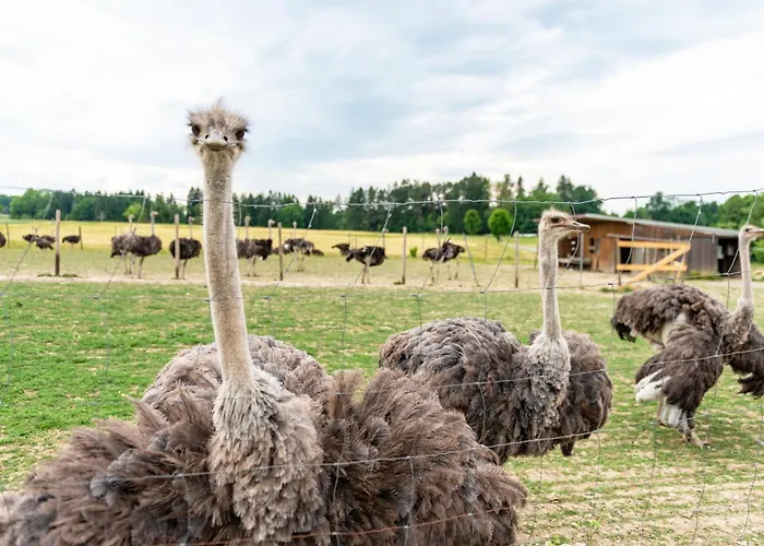 Beutenmühle Straussenfarm Erdgeschoss *